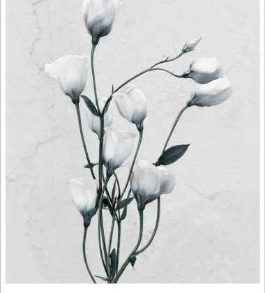 Poster 15x21 BOTANICA Eustoma Grandiflorum By Vee Speers