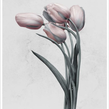 Poster 15x21 BOTANICA Tulipa Gesneriana By Vee Speers