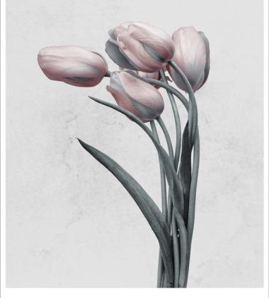 Poster 15x21 BOTANICA Tulipa Gesneriana By Vee Speers