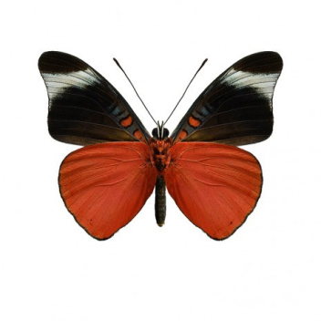 Poster motyl 50x70 PANACEA PROLA Czerwony