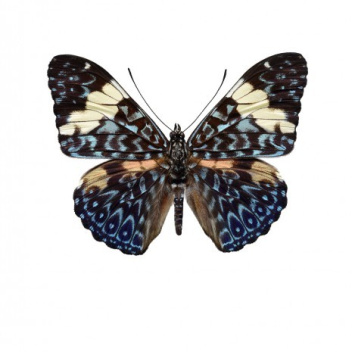 Poster motyl 30x40 Papilio Aegeus Brązowy