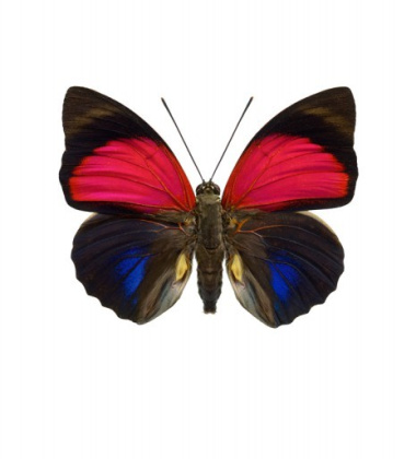 Poster motyl 30x40 Agrias Claudina Czerwony