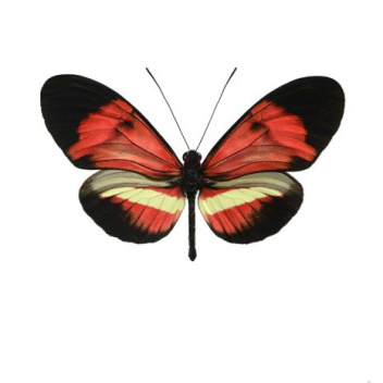 Poster motyl 30x40 Heliconius Melpomene Hybrid Czerwony