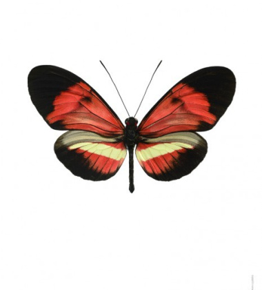 Poster motyl 30x40 Heliconius Melpomene Hybrid Czerwony