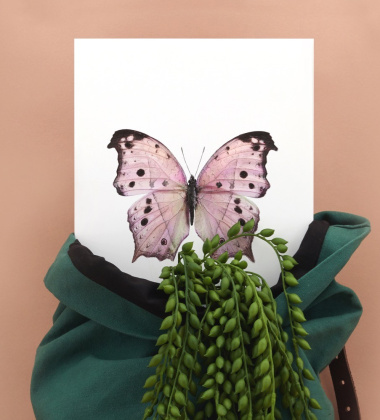 Poster motyl 30x40 Salamis Parhassus Pink Różowy