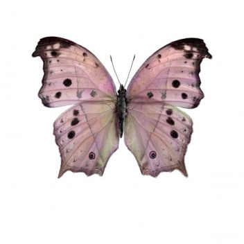 Poster motyl 30x40 Salamis Parhassus Pink Różowy