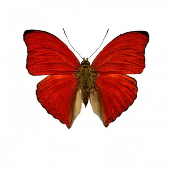 Poster motyl 50x70 Cymothoe Sangaris Czerwony