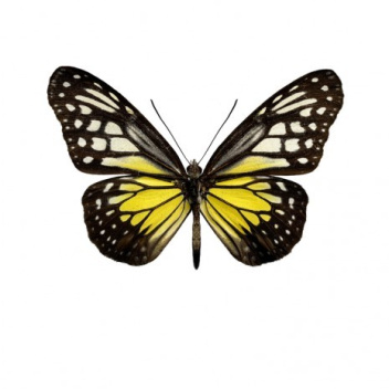Poster motyl 30x40 Parantica Aspasia Cerilla Żółty