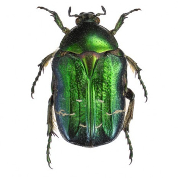 Poster żuk 30x40 Cetonia Aurata Green Zielony