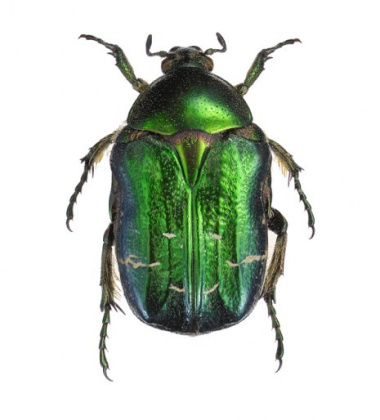 Poster żuk 30x40 Cetonia Aurata Green Zielony