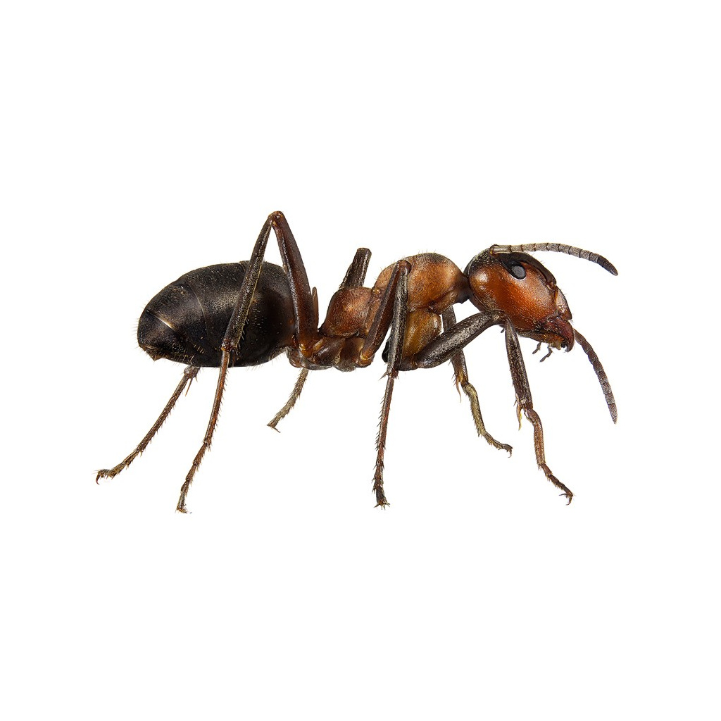 Formica Formica