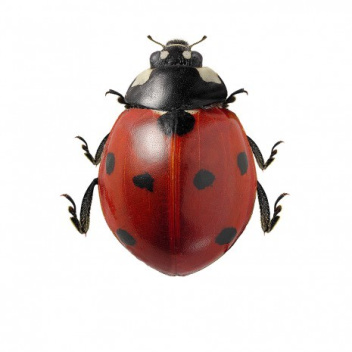 Poster biedronka 30x40 Coccinella Septempunctata