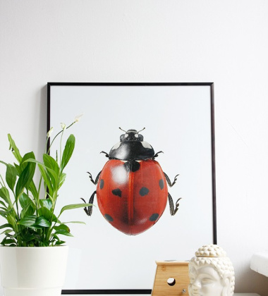 Poster biedronka 30x40 Coccinella Septempunctata