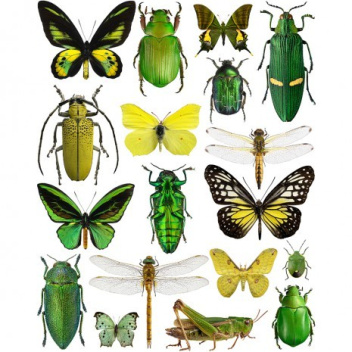 Poster motyle i żuki 30x40 Yellow-Green Bugs