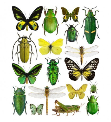 Poster motyle i żuki 30x40 Yellow-Green Bugs