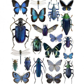 Poster motyle i żuki 30x40 Blue Bugs