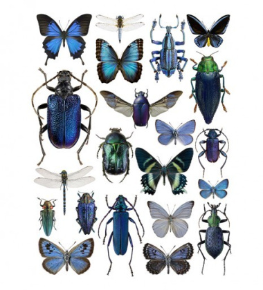 Poster motyle i żuki 30x40 Blue Bugs