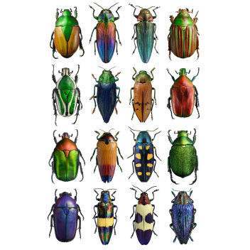 Poster żuki 30x40 Multicolour Beetles Bugs