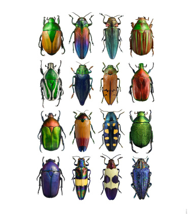 Poster żuki 30x40 Multicolour Beetles Bugs