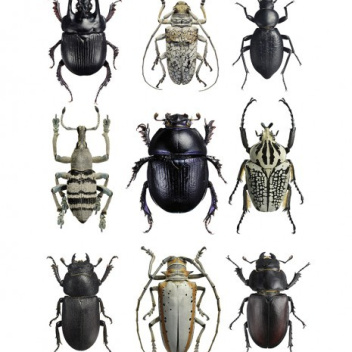 Poster żuki 30x40 Beetles Black-White