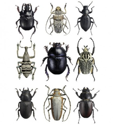 Poster żuki 30x40 Beetles Black-White