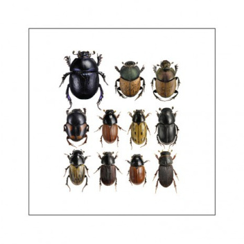 Poster żuki 40x40 Dung Beetles Square