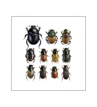 Poster żuki 40x40 Dung Beetles Square