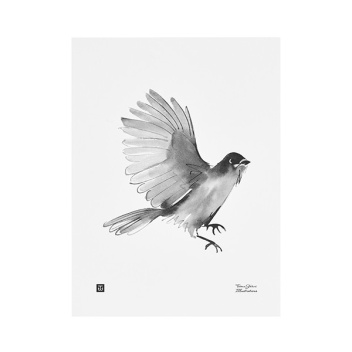 Poster sójka syberyjska Teemu Jarvi 30x40 SIBERIAN JAY