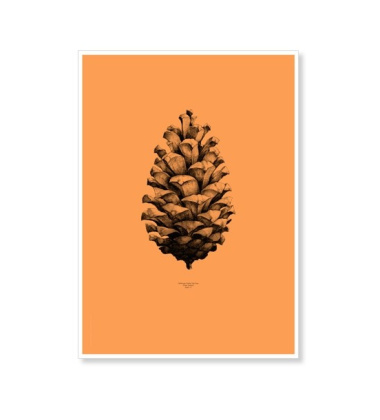 Pine Cone Poster 50x70 Orange
