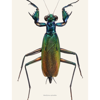 Poster modliszka 30x40 Metallyticus Splendidus - Iridescent Bark Mantis Tinted B