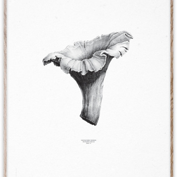 Poster Chanterelle White-Black 50x70 Biały