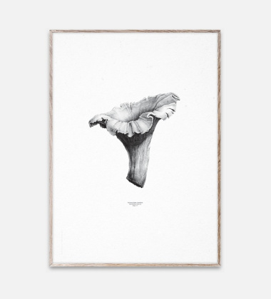 Poster Chanterelle White-Black 50x70 Biały