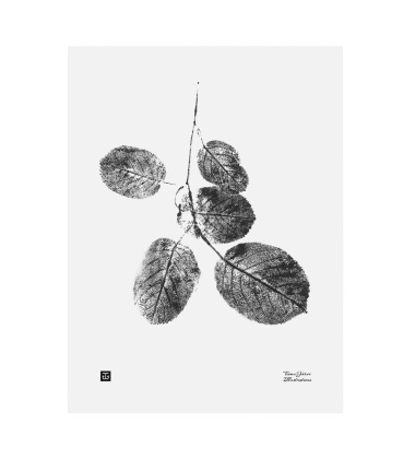 Poster liście Teemu Jarvi 30x40 GOAT WILLOW BRANCH