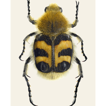 Poster pszczoła chrząszcz 30x40 Trichius fasciatus BEE BEATLE Tinted B