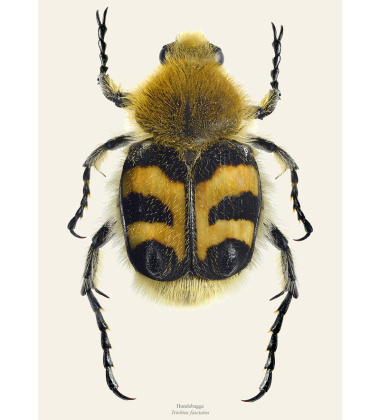 Poster pszczoła chrząszcz 30x40 Trichius fasciatus BEE BEATLE Tinted B