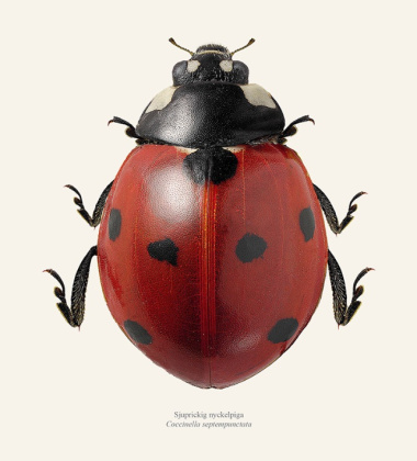 Poster biedronka 30x40 Coccinella Septempunctata Tinted B