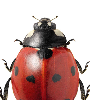 Poster biedronka 30x40 Coccinella Septempunctata Czerwona