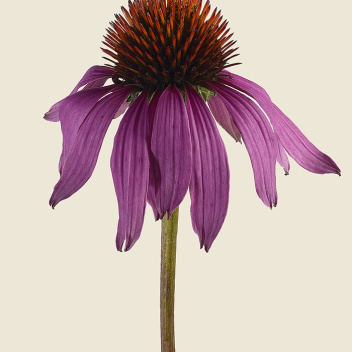 Kartka jeżówka - aster 12x17 PURPLE CONEFLOWER Echinacea Purpurea