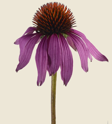 Kartka jeżówka - aster 12x17 PURPLE CONEFLOWER Echinacea Purpurea