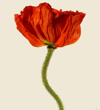 Kartka mak 12x17 POPPY RED Papaver