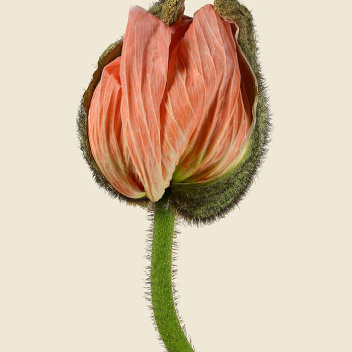 Kartka mak 12x17 POPPY BUD SOFT PINK Papaver