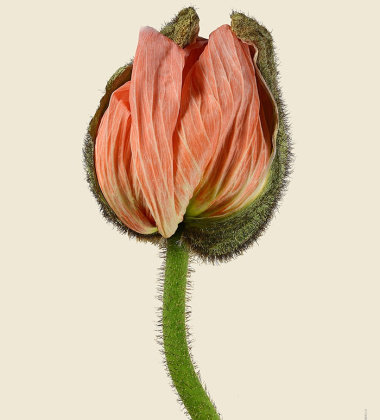 Kartka mak 12x17 POPPY BUD SOFT PINK Papaver