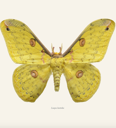 Poster ćma 30x40 Loepa Katinka Tinted Background