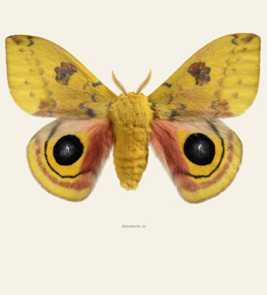 Poster ćma 30x40 Automeris Io Male Tinted B