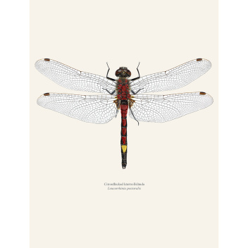 Poster ważka 30x40 Leucorrhinia Pectoralis Tinted B