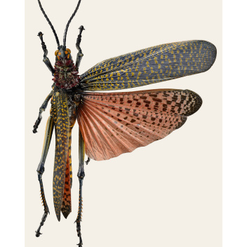 Poster szarańcza tęczowa konik polny 30x40 Phymateus Saxosus Tinted B