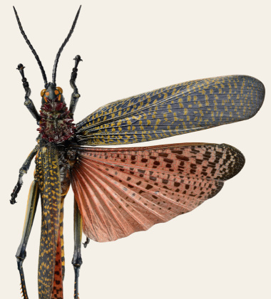 Poster szarańcza tęczowa konik polny 30x40 Phymateus Saxosus Tinted B