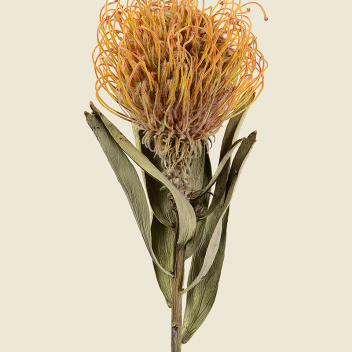 Poster srebrnik 30x40 Pincushion Protea Tinted B