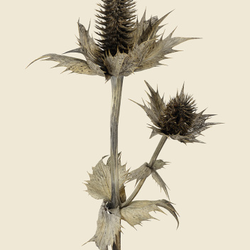 Poster mikołajek olbrzymi 30x40 Silver Ghost Eryngium Giganteum Tinted B