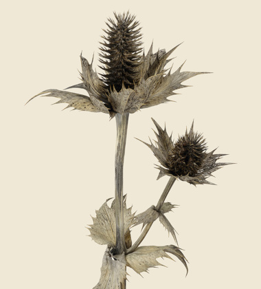 Poster mikołajek olbrzymi 30x40 Silver Ghost Eryngium Giganteum Tinted B